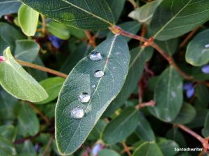 f9cfb-ff_santoshwriter-1